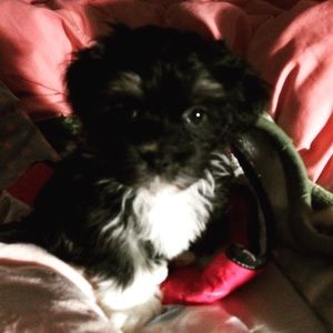 Meet your Posher, Missy